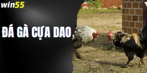 Đá Gà Cựa Dao