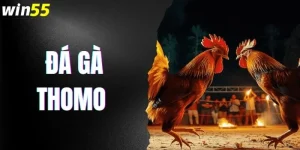 Đá Gà Thomo