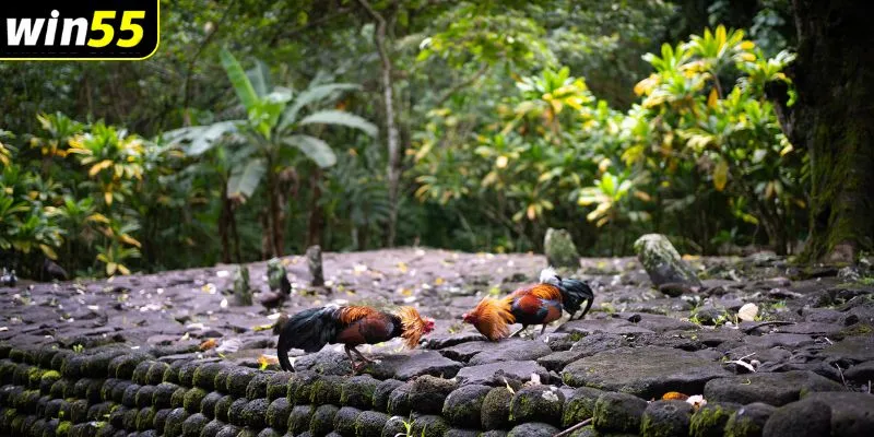 Đá gà cựa sắt