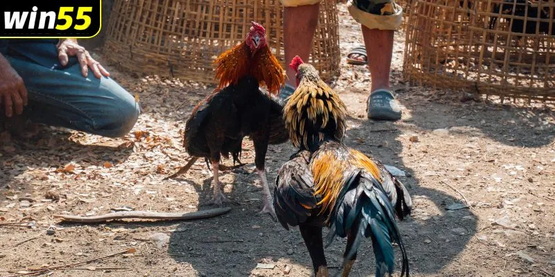 đá gà cựa dao