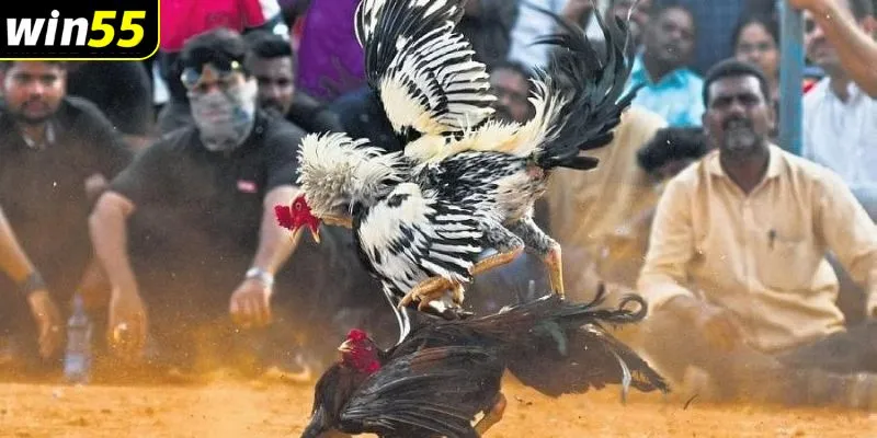 đá gà