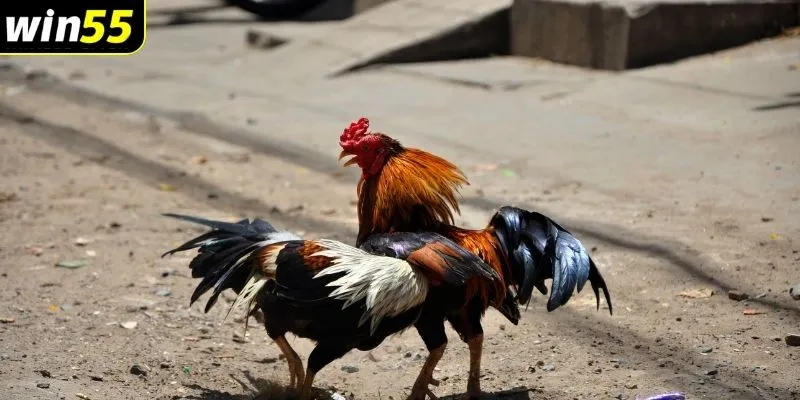 Đá gà cựa