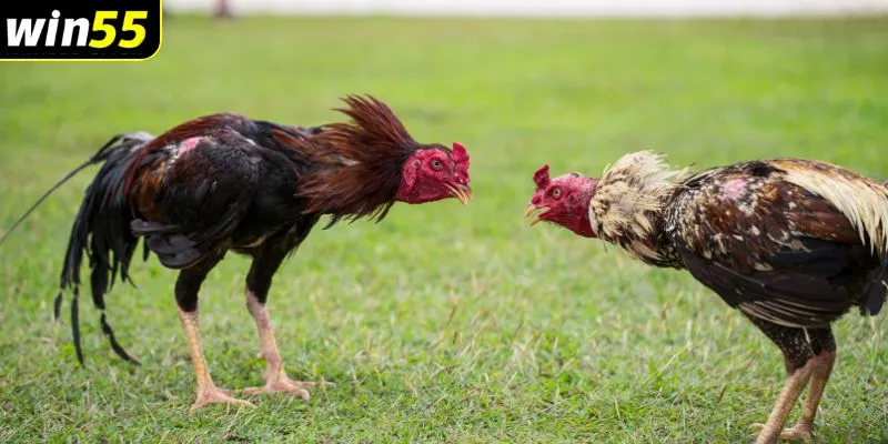 đá gà cựa sắt